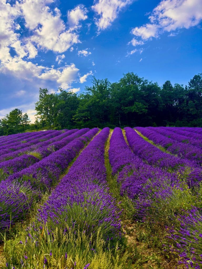 Lavender landscapes in Provence Drôme around the Mas des Mésanges